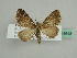  ( - BC ZSM Lep 45643)  @13 [ ] CreativeCommons - Attribution Non-Commercial Share-Alike (2011) Axel Hausmann/Bavarian State Collection of Zoology (ZSM) SNSB, Zoologische Staatssammlung Muenchen