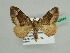 ( - BC ZSM Lep 45644)  @14 [ ] CreativeCommons - Attribution Non-Commercial Share-Alike (2011) Axel Hausmann/Bavarian State Collection of Zoology (ZSM) SNSB, Zoologische Staatssammlung Muenchen