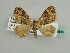  ( - BC ZSM Lep 45646)  @13 [ ] CreativeCommons - Attribution Non-Commercial Share-Alike (2011) Axel Hausmann/Bavarian State Collection of Zoology (ZSM) SNSB, Zoologische Staatssammlung Muenchen