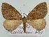 ( - BC ZSM Lep 45647)  @11 [ ] CreativeCommons - Attribution Non-Commercial Share-Alike (2011) Axel Hausmann/Bavarian State Collection of Zoology (ZSM) SNSB, Zoologische Staatssammlung Muenchen