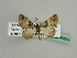  (Eupithecia nigribasisAH01Tz - BC ZSM Lep 45649)  @13 [ ] CreativeCommons - Attribution Non-Commercial Share-Alike (2011) Axel Hausmann/Bavarian State Collection of Zoology (ZSM) SNSB, Zoologische Staatssammlung Muenchen