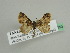  (Eupithecia nigribasisAH02Tz - BC ZSM Lep 45650)  @12 [ ] CreativeCommons - Attribution Non-Commercial Share-Alike (2011) Axel Hausmann/Bavarian State Collection of Zoology (ZSM) SNSB, Zoologische Staatssammlung Muenchen