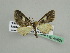  (Eupithecia nigribasisAH03Tz - BC ZSM Lep 45651)  @12 [ ] CreativeCommons - Attribution Non-Commercial Share-Alike (2011) Axel Hausmann/Bavarian State Collection of Zoology (ZSM) SNSB, Zoologische Staatssammlung Muenchen