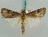  ( - BC ZSM Lep 50250)  @14 [ ] CreativeCommons - Attribution Non-Commercial Share-Alike (2011) Axel Hausmann/Bavarian State Collection of Zoology (ZSM) SNSB, Zoologische Staatssammlung Muenchen