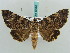  (Coenipeta aniloba - BC ZSM Lep 50252)  @15 [ ] CreativeCommons - Attribution Non-Commercial Share-Alike (2011) Axel Hausmann/Bavarian State Collection of Zoology (ZSM) SNSB, Zoologische Staatssammlung Muenchen
