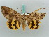  ( - BC ZSM Lep 50258)  @11 [ ] CreativeCommons - Attribution Non-Commercial Share-Alike (2011) Axel Hausmann/Bavarian State Collection of Zoology (ZSM) SNSB, Zoologische Staatssammlung Muenchen
