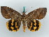  ( - BC ZSM Lep 50259)  @11 [ ] CreativeCommons - Attribution Non-Commercial Share-Alike (2011) Axel Hausmann/Bavarian State Collection of Zoology (ZSM) SNSB, Zoologische Staatssammlung Muenchen