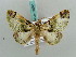  ( - BC ZSM Lep 50260)  @14 [ ] CreativeCommons - Attribution Non-Commercial Share-Alike (2011) Axel Hausmann/Bavarian State Collection of Zoology (ZSM) SNSB, Zoologische Staatssammlung Muenchen