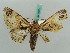  ( - BC ZSM Lep 50261)  @13 [ ] CreativeCommons - Attribution Non-Commercial Share-Alike (2011) Axel Hausmann/Bavarian State Collection of Zoology (ZSM) SNSB, Zoologische Staatssammlung Muenchen