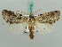  (Iscadia acronyctoides - BC ZSM Lep 50265)  @13 [ ] CreativeCommons - Attribution Non-Commercial Share-Alike (2011) Axel Hausmann/Bavarian State Collection of Zoology (ZSM) SNSB, Zoologische Staatssammlung Muenchen