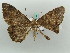  (Feigeria vultura - BC ZSM Lep 50274)  @13 [ ] CreativeCommons - Attribution Non-Commercial Share-Alike (2011) Axel Hausmann/Bavarian State Collection of Zoology (ZSM) SNSB, Zoologische Staatssammlung Muenchen