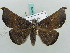  ( - BC ZSM Lep 50275)  @14 [ ] CreativeCommons - Attribution Non-Commercial Share-Alike (2011) Axel Hausmann/Bavarian State Collection of Zoology (ZSM) SNSB, Zoologische Staatssammlung Muenchen
