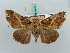  ( - BC ZSM Lep 50278)  @11 [ ] CreativeCommons - Attribution Non-Commercial Share-Alike (2011) Axel Hausmann/Bavarian State Collection of Zoology (ZSM) SNSB, Zoologische Staatssammlung Muenchen