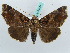  ( - BC ZSM Lep 50279)  @13 [ ] CreativeCommons - Attribution Non-Commercial Share-Alike (2011) Axel Hausmann/Bavarian State Collection of Zoology (ZSM) SNSB, Zoologische Staatssammlung Muenchen
