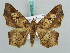 ( - BC ZSM Lep 50282)  @11 [ ] CreativeCommons - Attribution Non-Commercial Share-Alike (2011) Axel Hausmann/Bavarian State Collection of Zoology (ZSM) SNSB, Zoologische Staatssammlung Muenchen