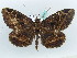  ( - BC ZSM Lep 50286)  @11 [ ] CreativeCommons - Attribution Non-Commercial Share-Alike (2011) Axel Hausmann/Bavarian State Collection of Zoology (ZSM) SNSB, Zoologische Staatssammlung Muenchen