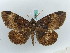  ( - BC ZSM Lep 50287)  @11 [ ] CreativeCommons - Attribution Non-Commercial Share-Alike (2011) Axel Hausmann/Bavarian State Collection of Zoology (ZSM) SNSB, Zoologische Staatssammlung Muenchen