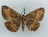  ( - BC ZSM Lep 50288)  @11 [ ] CreativeCommons - Attribution Non-Commercial Share-Alike (2011) Axel Hausmann/Bavarian State Collection of Zoology (ZSM) SNSB, Zoologische Staatssammlung Muenchen