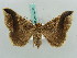  ( - BC ZSM Lep 50293)  @14 [ ] CreativeCommons - Attribution Non-Commercial Share-Alike (2011) Axel Hausmann/Bavarian State Collection of Zoology (ZSM) SNSB, Zoologische Staatssammlung Muenchen