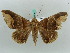  ( - BC ZSM Lep 50297)  @11 [ ] CreativeCommons - Attribution Non-Commercial Share-Alike (2011) Axel Hausmann/Bavarian State Collection of Zoology (ZSM) SNSB, Zoologische Staatssammlung Muenchen