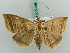  (Nymbis helvina - BC ZSM Lep 50299)  @11 [ ] CreativeCommons - Attribution Non-Commercial Share-Alike (2011) Axel Hausmann/Bavarian State Collection of Zoology (ZSM) SNSB, Zoologische Staatssammlung Muenchen