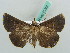  (Hypena GB02 - BC ZSM Lep 50302)  @11 [ ] CreativeCommons - Attribution Non-Commercial Share-Alike (2011) Axel Hausmann/Bavarian State Collection of Zoology (ZSM) SNSB, Zoologische Staatssammlung Muenchen