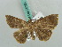  (Hypena GB03 - BC ZSM Lep 50303)  @11 [ ] CreativeCommons - Attribution Non-Commercial Share-Alike (2011) Axel Hausmann/Bavarian State Collection of Zoology (ZSM) SNSB, Zoologische Staatssammlung Muenchen