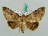  ( - BC ZSM Lep 50306)  @13 [ ] CreativeCommons - Attribution Non-Commercial Share-Alike (2011) Axel Hausmann/Bavarian State Collection of Zoology (ZSM) SNSB, Zoologische Staatssammlung Muenchen