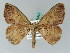  (Zythos AH01Ph - BC ZSM Lep 54313)  @14 [ ] CreativeCommons - Attribution Non-Commercial Share-Alike (2011) Axel Hausmann/Bavarian State Collection of Zoology (ZSM) SNSB, Zoologische Staatssammlung Muenchen
