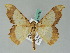  ( - BC ZSM Lep 54316)  @11 [ ] CreativeCommons - Attribution Non-Commercial Share-Alike (2011) Axel Hausmann/Bavarian State Collection of Zoology (ZSM) SNSB, Zoologische Staatssammlung Muenchen