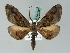  ( - BC ZSM Lep 54318)  @13 [ ] CreativeCommons - Attribution Non-Commercial Share-Alike (2011) Axel Hausmann/Bavarian State Collection of Zoology (ZSM) SNSB, Zoologische Staatssammlung Muenchen