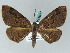  ( - BC ZSM Lep 54319)  @13 [ ] CreativeCommons - Attribution Non-Commercial Share-Alike (2011) Axel Hausmann/Bavarian State Collection of Zoology (ZSM) SNSB, Zoologische Staatssammlung Muenchen