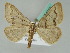  (Rhodostrophia AH01Kz - BC ZSM Lep 54335)  @11 [ ] CreativeCommons - Attribution Non-Commercial Share-Alike (2011) Axel Hausmann/Bavarian State Collection of Zoology (ZSM) SNSB, Zoologische Staatssammlung Muenchen