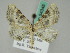  (Eupithecia AH01Kz - BC ZSM Lep 54345)  @14 [ ] CreativeCommons - Attribution Non-Commercial Share-Alike (2011) Axel Hausmann/Bavarian State Collection of Zoology (ZSM) SNSB, Zoologische Staatssammlung Muenchen