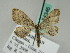  (Eupithecia AH02Kz - BC ZSM Lep 54346)  @11 [ ] CreativeCommons - Attribution Non-Commercial Share-Alike (2011) Axel Hausmann/Bavarian State Collection of Zoology (ZSM) SNSB, Zoologische Staatssammlung Muenchen