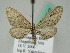  (Eupithecia AH03Kz - BC ZSM Lep 54347)  @11 [ ] CreativeCommons - Attribution Non-Commercial Share-Alike (2011) Axel Hausmann/Bavarian State Collection of Zoology (ZSM) SNSB, Zoologische Staatssammlung Muenchen