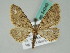  (Eupithecia AH04Kz - BC ZSM Lep 54349)  @11 [ ] CreativeCommons - Attribution Non-Commercial Share-Alike (2011) Axel Hausmann/Bavarian State Collection of Zoology (ZSM) SNSB, Zoologische Staatssammlung Muenchen