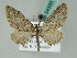  (Eupithecia AH05Kz - BC ZSM Lep 54350)  @11 [ ] CreativeCommons - Attribution Non-Commercial Share-Alike (2011) Axel Hausmann/Bavarian State Collection of Zoology (ZSM) SNSB, Zoologische Staatssammlung Muenchen