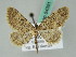  (Eupithecia AH06Kz - BC ZSM Lep 54351)  @11 [ ] CreativeCommons - Attribution Non-Commercial Share-Alike (2011) Axel Hausmann/Bavarian State Collection of Zoology (ZSM) SNSB, Zoologische Staatssammlung Muenchen