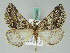  ( - BC ZSM Lep 54352)  @11 [ ] CreativeCommons - Attribution Non-Commercial Share-Alike (2011) Axel Hausmann/Bavarian State Collection of Zoology (ZSM) SNSB, Zoologische Staatssammlung Muenchen