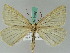  ( - BC ZSM Lep 54353)  @14 [ ] CreativeCommons - Attribution Non-Commercial Share-Alike (2011) Axel Hausmann/Bavarian State Collection of Zoology (ZSM) SNSB, Zoologische Staatssammlung Muenchen
