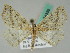  ( - BC ZSM Lep 54359)  @11 [ ] CreativeCommons - Attribution Non-Commercial Share-Alike (2011) Axel Hausmann/Bavarian State Collection of Zoology (ZSM) SNSB, Zoologische Staatssammlung Muenchen