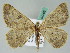  ( - BC ZSM Lep 54362)  @12 [ ] CreativeCommons - Attribution Non-Commercial Share-Alike (2011) Axel Hausmann/Bavarian State Collection of Zoology (ZSM) SNSB, Zoologische Staatssammlung Muenchen