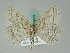  ( - BC ZSM Lep 54363)  @11 [ ] CreativeCommons - Attribution Non-Commercial Share-Alike (2011) Axel Hausmann/Bavarian State Collection of Zoology (ZSM) SNSB, Zoologische Staatssammlung Muenchen