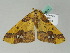  (Apocolotois arnoldiaria - BC ZSM Lep 54371)  @11 [ ] CreativeCommons - Attribution Non-Commercial Share-Alike (2011) Axel Hausmann/Bavarian State Collection of Zoology (ZSM) SNSB, Zoologische Staatssammlung Muenchen