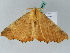  (Ennomos AH01Ch - BC ZSM Lep 54382)  @13 [ ] CreativeCommons - Attribution Non-Commercial Share-Alike (2011) Axel Hausmann/Bavarian State Collection of Zoology (ZSM) SNSB, Zoologische Staatssammlung Muenchen