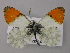  ( - BC ZSM Lep 56964)  @11 [ ] CreativeCommons - Attribution Non-Commercial Share-Alike (2011) Axel Hausmann/Bavarian State Collection of Zoology (ZSM) SNSB, Zoologische Staatssammlung Muenchen