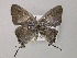  ( - BC ZSM Lep 56971)  @12 [ ] CreativeCommons - Attribution Non-Commercial Share-Alike (2011) Axel Hausmann/Bavarian State Collection of Zoology (ZSM) SNSB, Zoologische Staatssammlung Muenchen