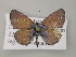  (Azanus - BC ZSM Lep 56972)  @13 [ ] CreativeCommons - Attribution Non-Commercial Share-Alike (2011) Axel Hausmann/Bavarian State Collection of Zoology (ZSM) SNSB, Zoologische Staatssammlung Muenchen