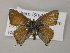  ( - BC ZSM Lep 56973)  @12 [ ] CreativeCommons - Attribution Non-Commercial Share-Alike (2011) Axel Hausmann/Bavarian State Collection of Zoology (ZSM) SNSB, Zoologische Staatssammlung Muenchen